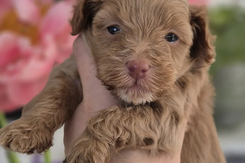 Maltipoo