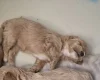 Maltipoo