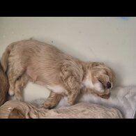 Maltipoo