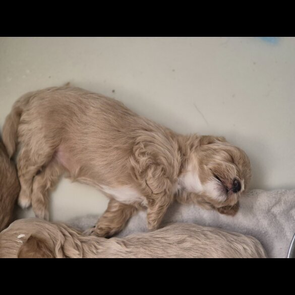 Maltipoo