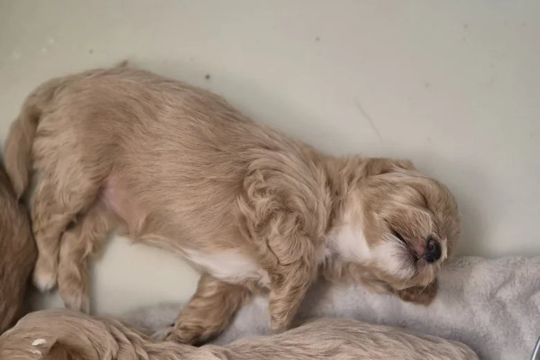 Maltipoo