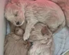 Maltipoo