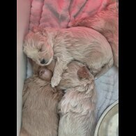 Maltipoo
