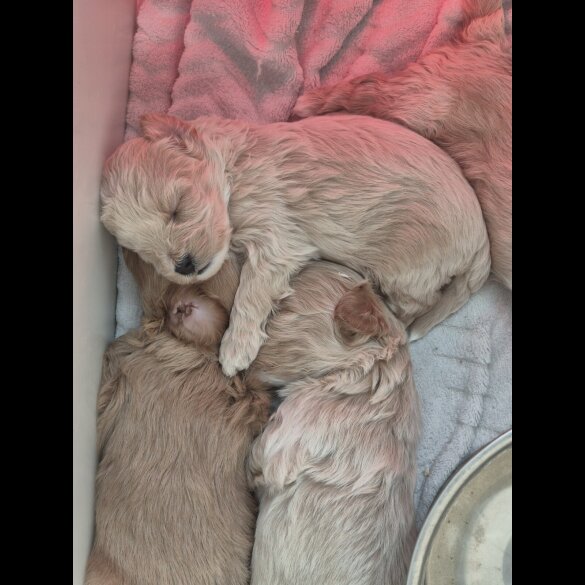 Maltipoo