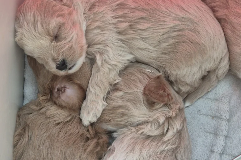 Maltipoo