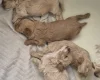 Maltipoo