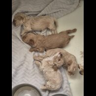 Maltipoo