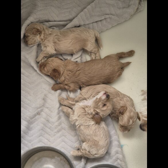 Maltipoo