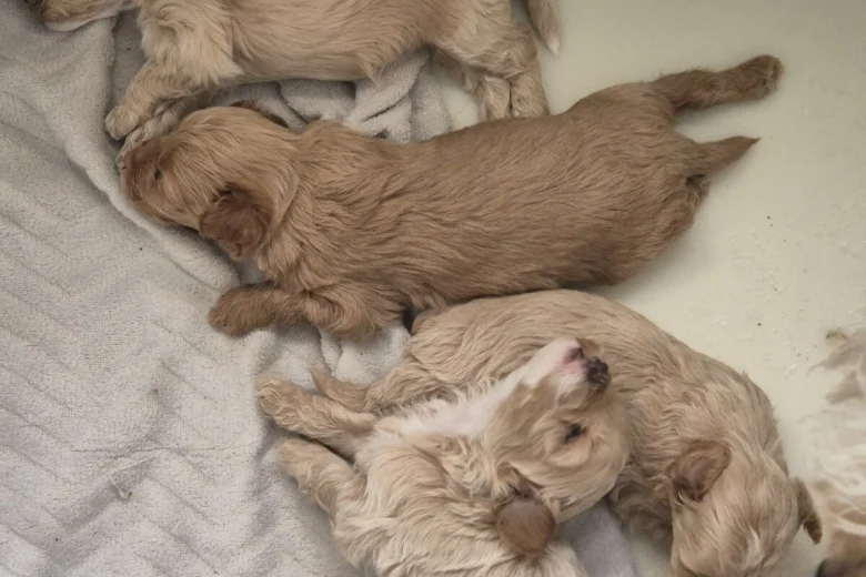 Maltipoo