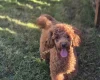 Maltipoo