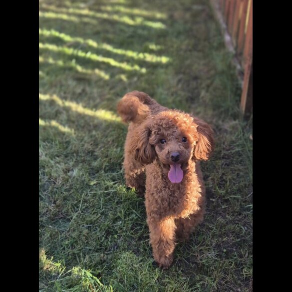Maltipoo