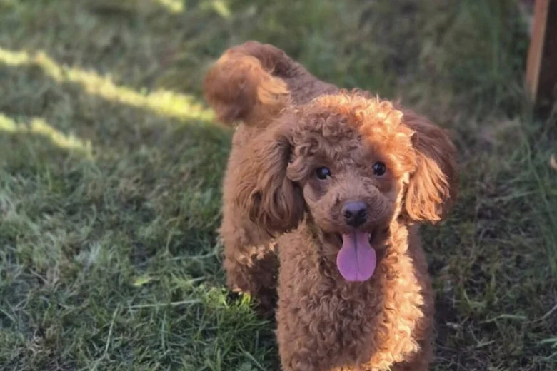 Maltipoo