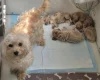 Maltipoo