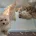 Maltipoo