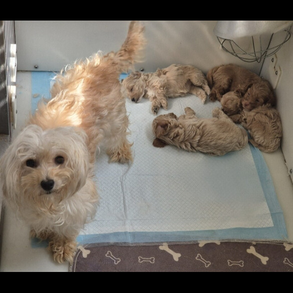 Maltipoo