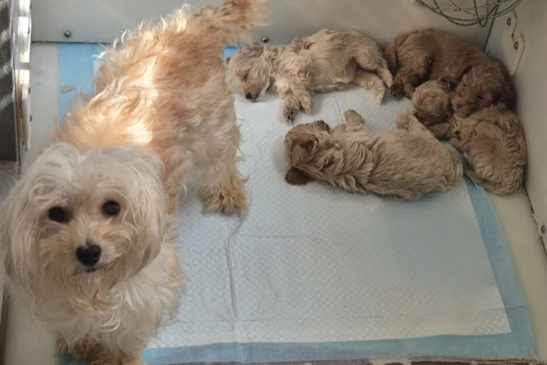 Maltipoo