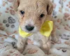 Maltipoo