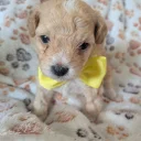 Maltipoo