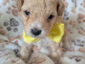 Maltipoo