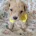 Maltipoo