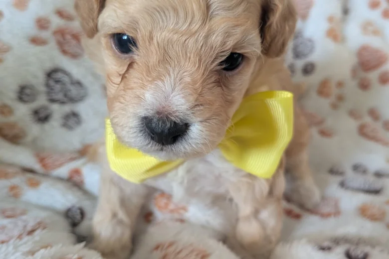 Maltipoo