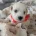 Maltipoo
