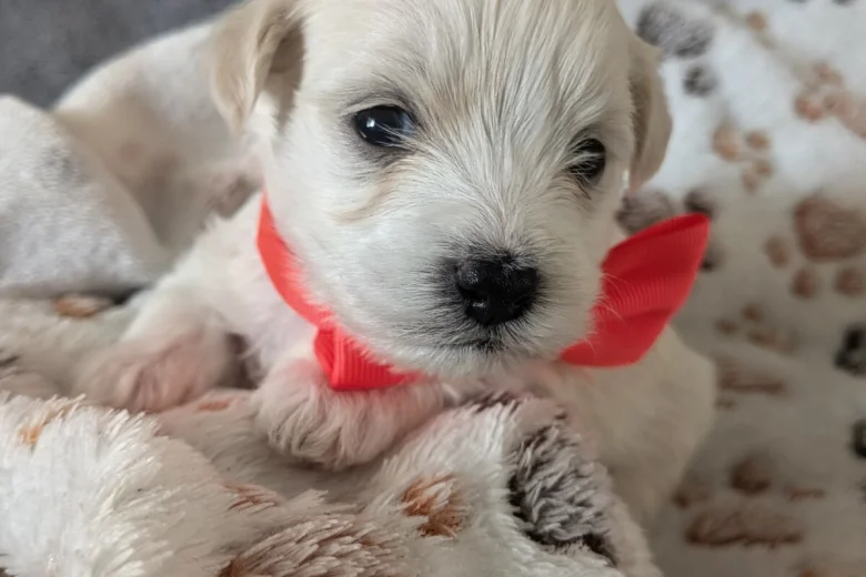 Maltipoo