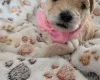 Maltipoo
