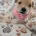 Maltipoo