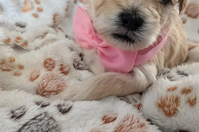 Maltipoo