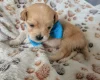 Maltipoo