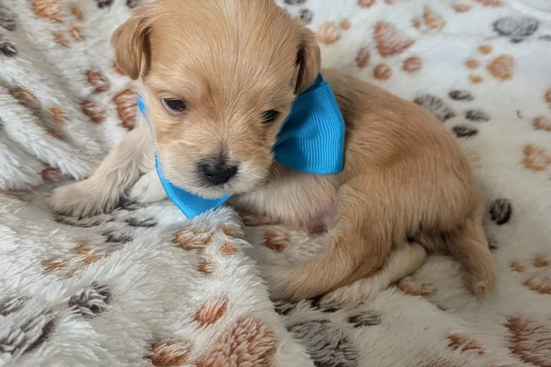 Maltipoo