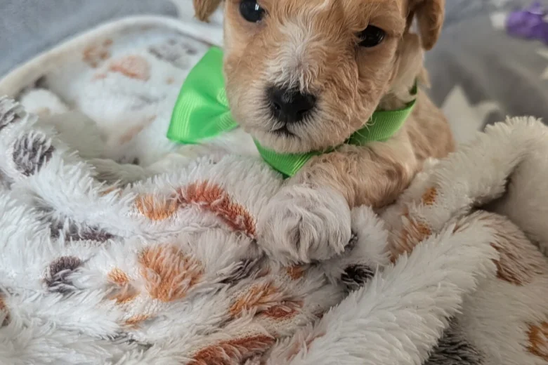 Maltipoo