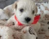 Maltipoo
