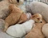 Maltipoo