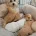 Maltipoo