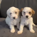 Maltipoo