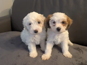 Maltipoo