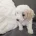 Maltipoo