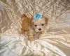 Maltipoo