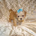 Maltipoo