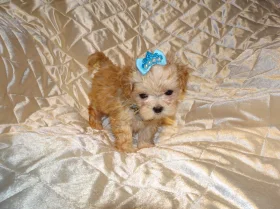 Maltipoo