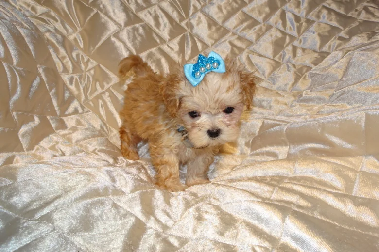 Maltipoo