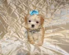 Maltipoo