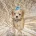 Maltipoo