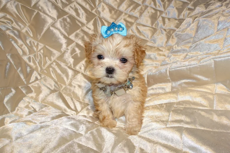 Maltipoo