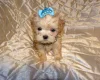 Maltipoo