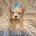 Maltipoo