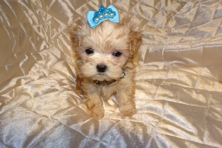Maltipoo