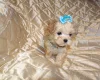 Maltipoo